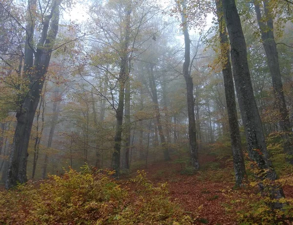 Autumn Forest Jasna Gora Hoshiv Carpathian Ukraine — Stockfoto