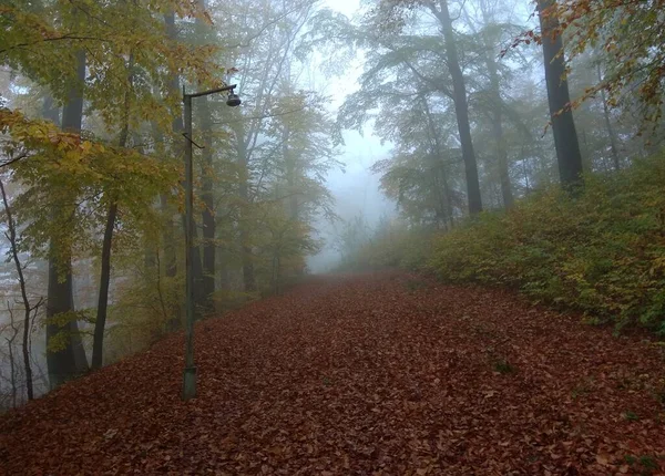 Road Autumn Forest Jasna Gora Hoshiv Carpathian Ukraine — Stock Photo, Image