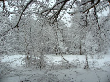 Ukrayna, İvano-Frankivsk bölgesi, Dolyna, kış karlı ormanı