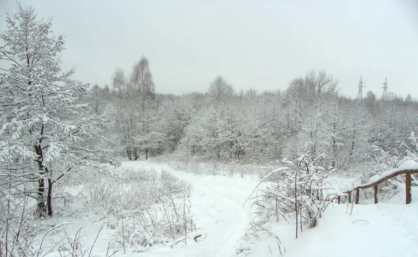 Ukraine Ivano Frankivsk Region Dolyna Winter Snowy Forest — Foto de Stock