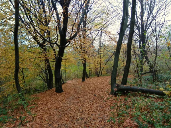 Ukraine Ivano Frankivsk Region Autumn Forest Carpathians — Stockfoto