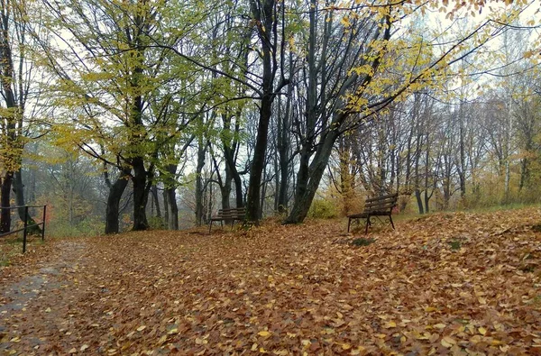 Ukraine Ivano Frankivsk Region Autumn Forest Carpathians — Stockfoto