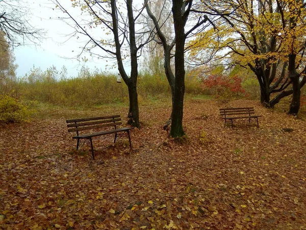 Ukraine Ivano Frankivsk Region Dolyna Two Benches Autumn Forest — Φωτογραφία Αρχείου