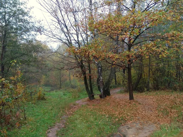 Ukraine Ivano Frankivsk Region Autumn Forest Carpathians — Stock Photo, Image