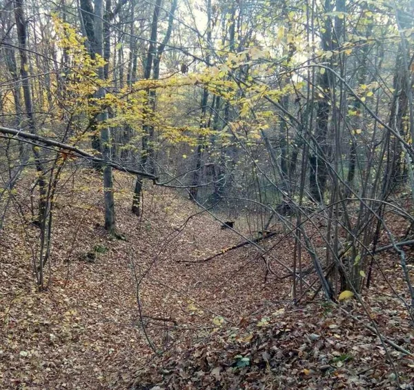 Ukraine Ivano Frankivsk Region Autumn Forest Carpathians — Stock Photo, Image
