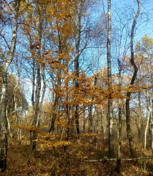 Ukraine Ivano Frankivsk Region Autumn Forest Carpathians — Stockfoto