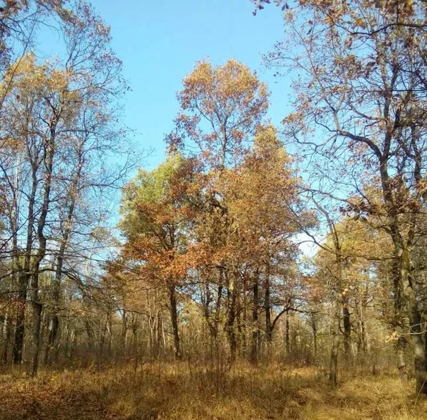 Ukraine Ivano Frankivsk Region Autumn Forest Carpathians — Stock Photo, Image