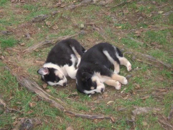 Ukraine Carpathians Two Small Sleeping Puppies — Stockfoto