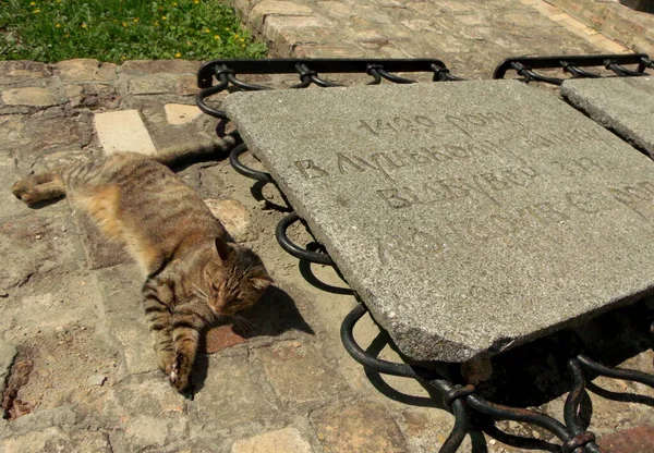 Ukraine Lutsk Lubart Castle Castle Courtyard Castle Cat — Foto de Stock