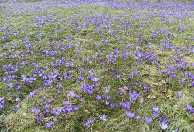 Ukrayna, Karpatlar, ilk bahar vahşi timsahları