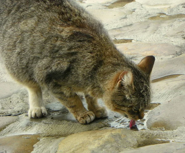 Ukraine Carpathians Wild Cat Drinks Water — Zdjęcie stockowe