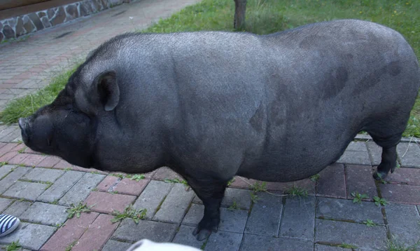 Ukraine Carpathians Small Black Wild Pig Walk — Stockfoto