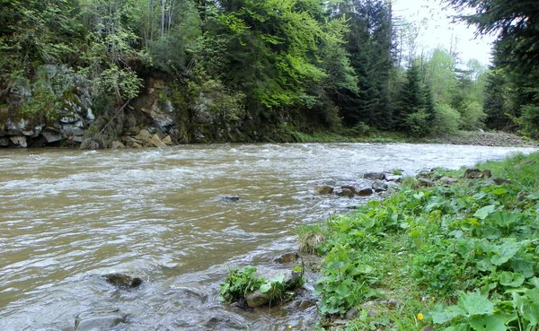 Ukraine Carpathians Mountain River Rocks Nature — Fotografia de Stock