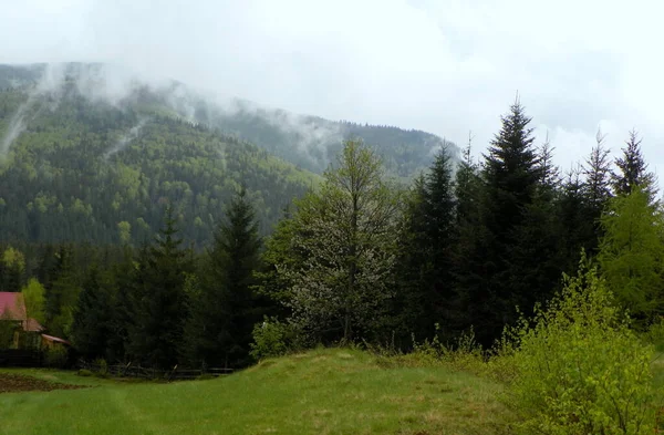 Ukraine Carpathians Typical Landscape High Mountains — стоковое фото