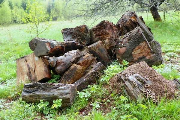 Ukraine Carpathians Stumps Glade — ストック写真