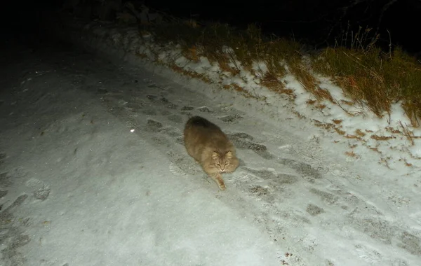 Ukraine Myslivka Red Cat Night Winter Hunt — Φωτογραφία Αρχείου