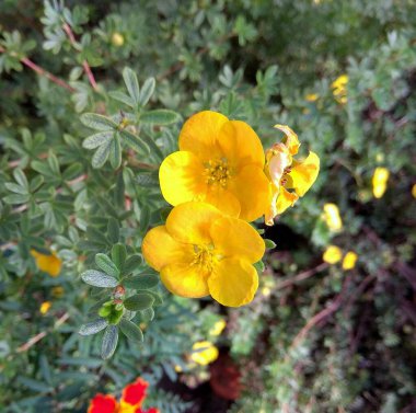 Hungary, wildflowers along the road near Lake Balaton