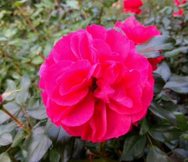 Germany, Berlin, beautiful red flowers on city streets