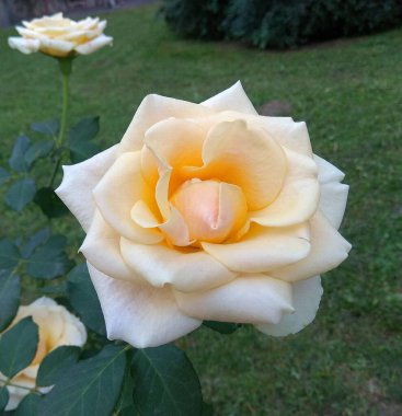 Germany, Berlin, beautiful white flowers on city streets