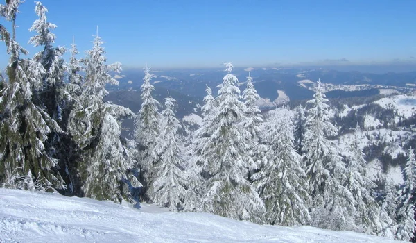 Ukraine Slavske Trostyan Mountain Winter Forest Highlands — Fotografia de Stock