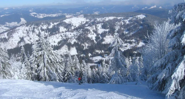 Ukraine Slavske Trostyan Mountain Winter Forest Highlands — Fotografia de Stock