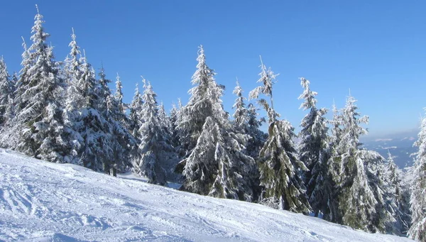 Ukraine Slavske Trostyan Mountain Winter Forest Highlands — Zdjęcie stockowe