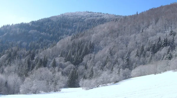 Ukraine Slavske Trostyan Mountain Winter Forest Highlands — Stock Photo, Image