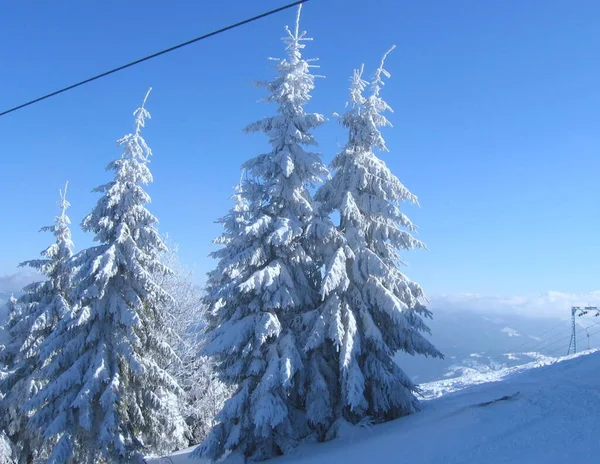 Ukraine Slavske Trostyan Mountain Winter Forest Highlands — Zdjęcie stockowe