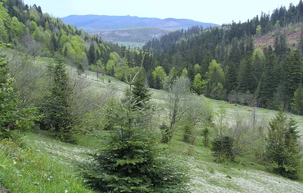 Ukraine Myslivka Mountain Landscape Summer — Fotografia de Stock