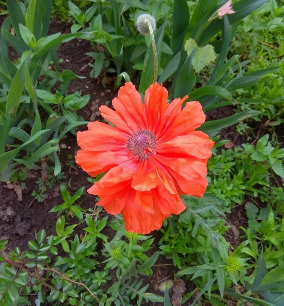 Italy Milan Red Poppies Flowerbed Sforza Palace — Stockfoto