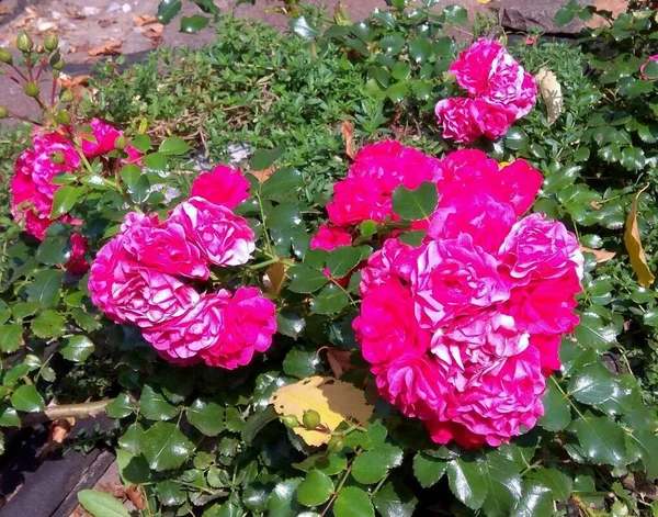 France Paris Roses Flowerbed Louvre — Stock fotografie