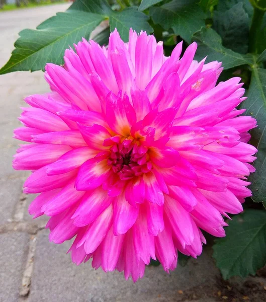 Germany Berlin Autumn Dahlias Streets City — Stock Photo, Image