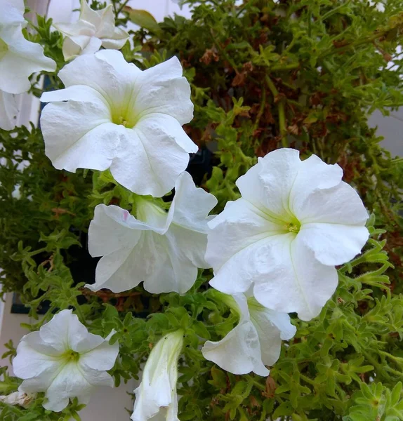 Norway Oslo Flowers Flowerbed Park — Foto de Stock