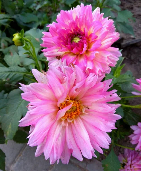 Germany Berlin Autumn Dahlias Streets City — Stock Photo, Image