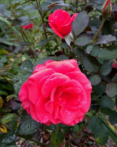 Germany Berlin Beautiful Red Flowers City Streets — Stock fotografie