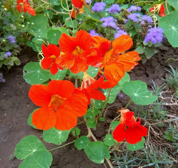 Germany Berlin Beautiful Red Flowers City Streets — Foto de Stock