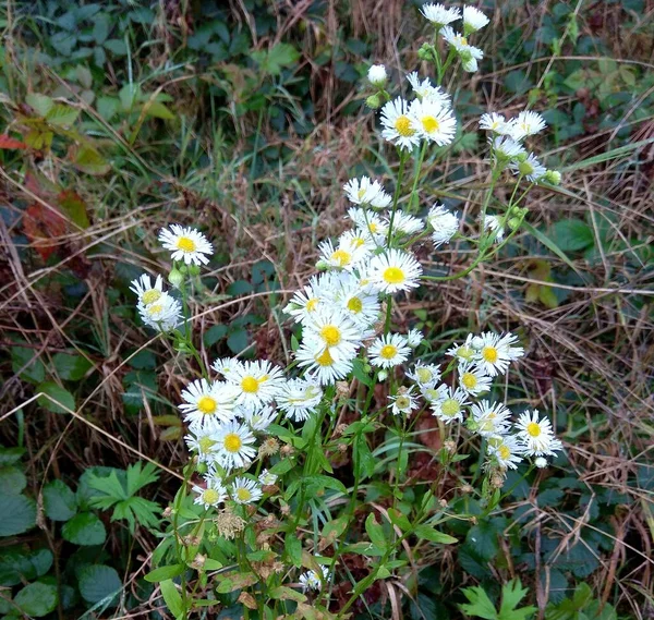 Hungary Wildflowers Road Lake Balaton — Stockfoto