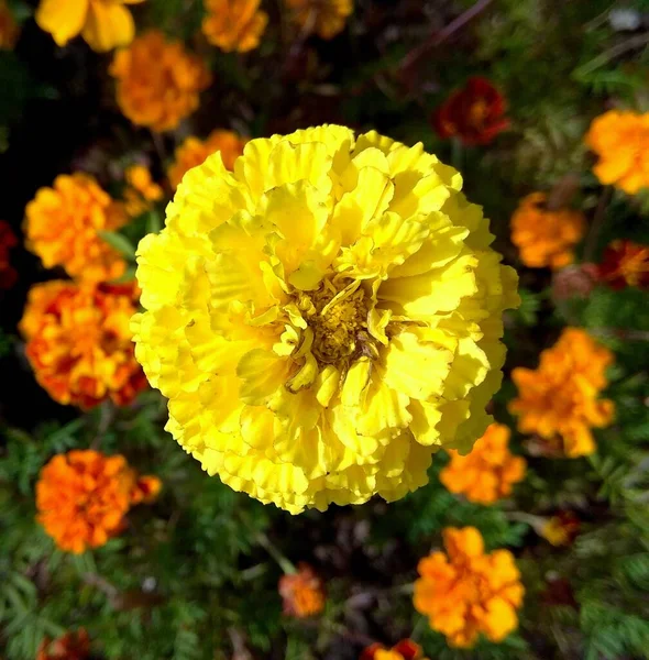 Norway Oslo Flowers Flowerbed Park — Stock Photo, Image