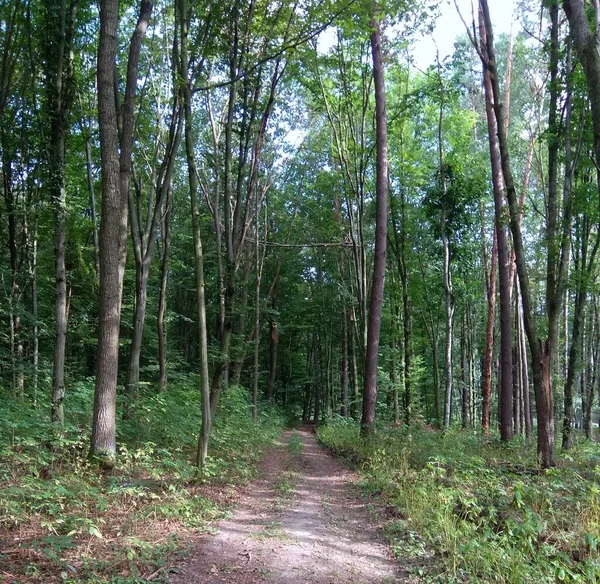 Ukraine Khmilnyk Field Road Forest — Stockfoto