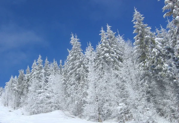 Ukraine Slavske Trostyan Mountain Winter Forest Highlands 图库照片
