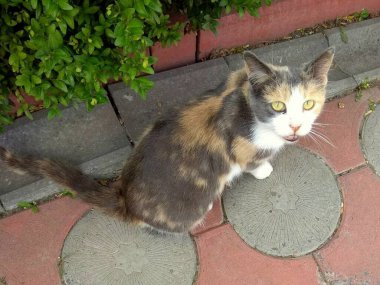 Greece, Athens, attentive look of a city cat