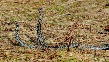 Ukraine, Ivano-Frankivsk region, snake pair