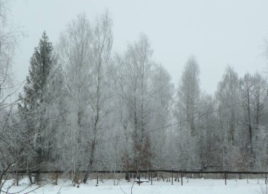 Ukraine, Carpathians, winter forest on the high mountains