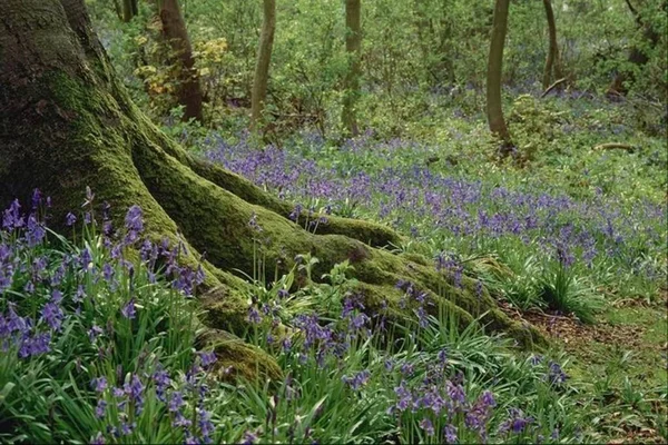 Ukraine Carpathians Flower Glade Deep Forest — Φωτογραφία Αρχείου