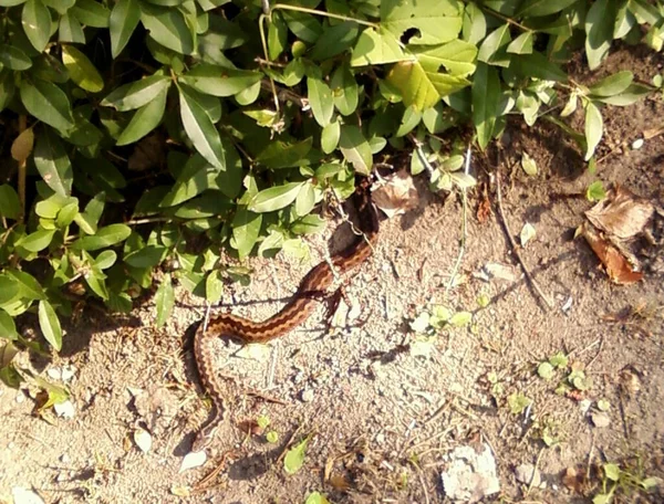 Ukraine Carpathians Poisonous Viper Grass — Stockfoto