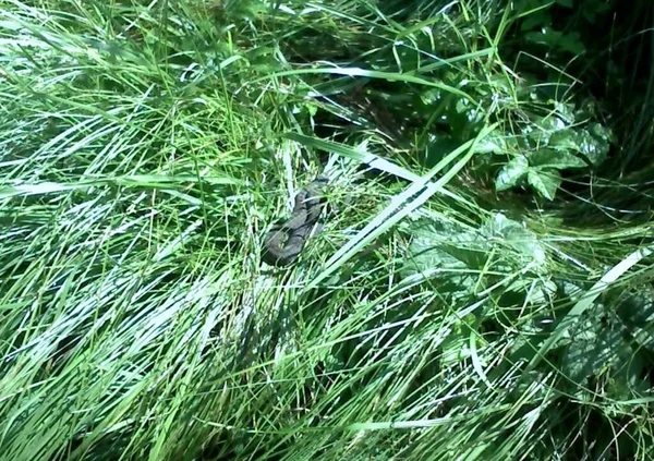 Ukraine Carpathians Poisonous Viper Grass — Stock Photo, Image