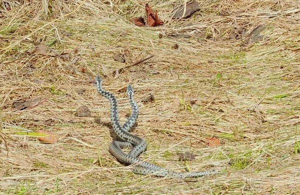 Ukraine Carpathians Snake Pair Nature — Stock fotografie