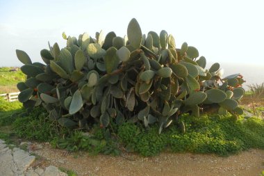 Malta, Dingli, thickets of cacti (Opuntia ficus-indica)