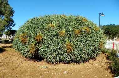 Malta, Floriana (Il-Furjana), Argotti Botanic Gardens & Resource Centre, the nature of the park