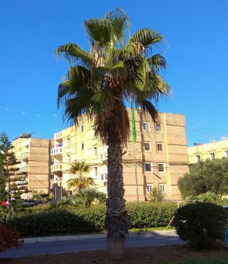 Malta, Msida, a lone palm tree in the city center